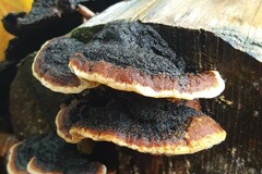 Ischnoderma benzoinum