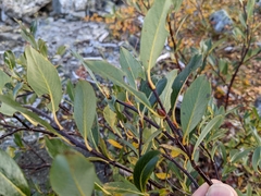 Salix planifolia
