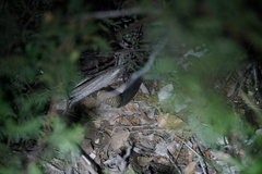 Crotalus ornatus