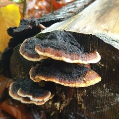 Ischnoderma benzoinum