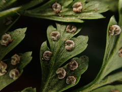 Arachniodes insularis image
