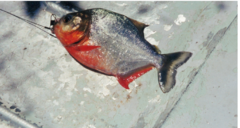 Pygocentrus nattereri