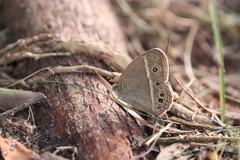 Mycalesis mineus