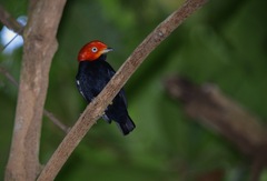 Ceratopipra mentalis