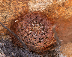 Eriosyce taltalensis