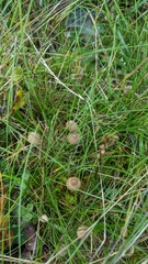 Mycena capillaripes