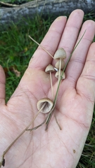 Mycena capillaripes