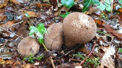 Lycoperdon nigrescens