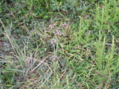 Verbena brasiliensis