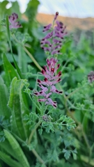 Fumaria officinalis