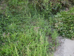 Verbena brasiliensis