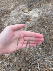 Bromus rigidus