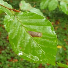 Phyllonorycter maestingella