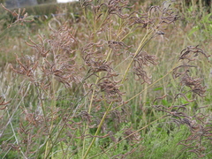 Verbena brasiliensis
