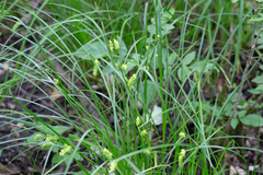 Carex tuckermanii