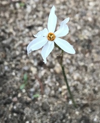 Narcissus