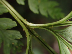 Arachniodes insularis