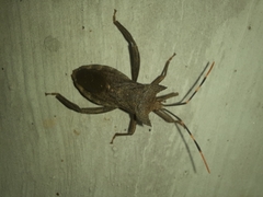 Elasmopoda