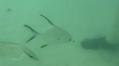 Trachinotus