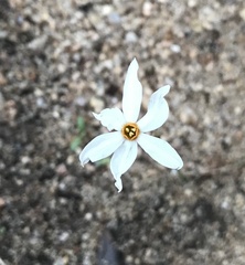 Narcissus