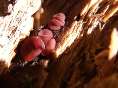 Ascocoryne sarcoides