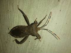 Elasmopoda