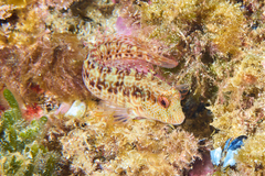 Parablennius pilicornis