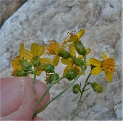 Coreocarpus arizonicus