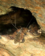 Limonia fidelis
