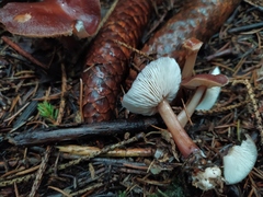 Rhodocollybia