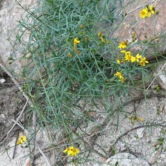 Coreocarpus arizonicus