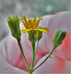 Coreocarpus arizonicus