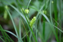 Carex tuckermanii