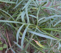 Coreocarpus arizonicus