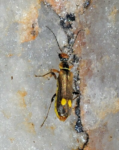 Malthinus fasciatus · iNaturalist