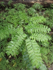 Adiantum trapeziforme
