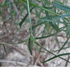 Coreocarpus arizonicus