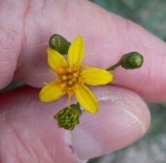 Coreocarpus arizonicus