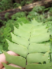 Adiantum trapeziforme