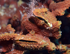 Pteriidae