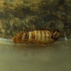 Dermestidae