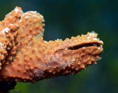 Pteriidae