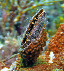 Pteriidae