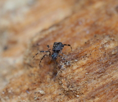 Episinus