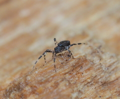 Episinus