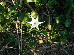 Jaborosa integrifolia