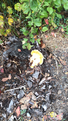 Laetiporus gilbertsonii