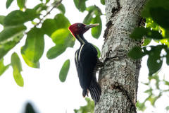 Campephilus