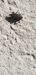 Sphenophorus parvulus