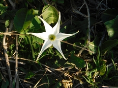 Jaborosa integrifolia
